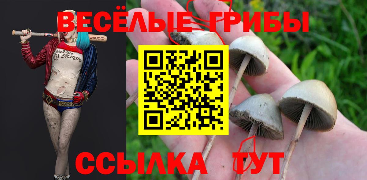 Снежинск  Псилоцибиновые грибы Cubensis  Вход с VPN 